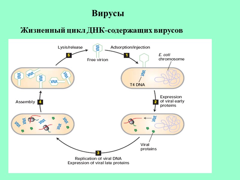 Вирусы Жизненный цикл ДНК-содержащих вирусов